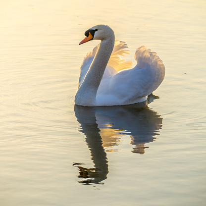 Beauty in nature, sunlit graceful swan symmerically reflected in lake water