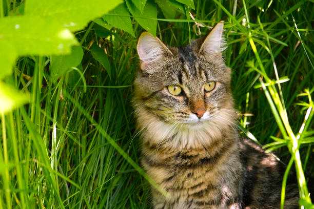 Cat languishes in the heat lying on the ground with its tongue out. Tabby domestic cat on a walk outdoors. The cat is sitting in green grass with open mouth. Walk with a pet cat summer heat. Cat languishes in the heat lying on the ground with its tongue out. Tabby domestic cat on a walk outdoors. The cat is sitting in green grass with open mouth. Walk with a pet cat summer heat. Little grey kitten in the yard. The cat is sitting in green grass. short haired maine coon stock pictures, royalty-free photos & images
