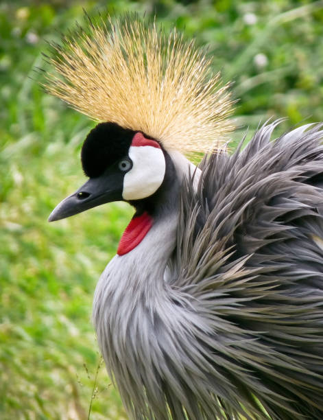 Grey Crowned Crane in Uganda, Africa