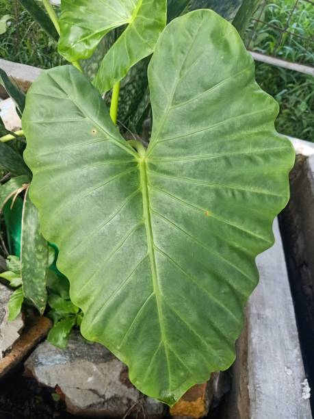 istock Giant alocasia plant 1471406201