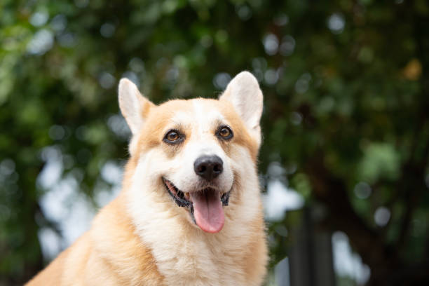 istock close up corgi dog in summer sunny day 1471406446