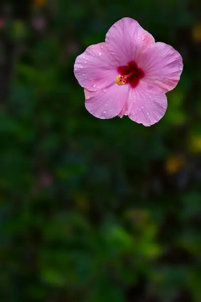 Purple Hibiscus on the island of Oahu HI