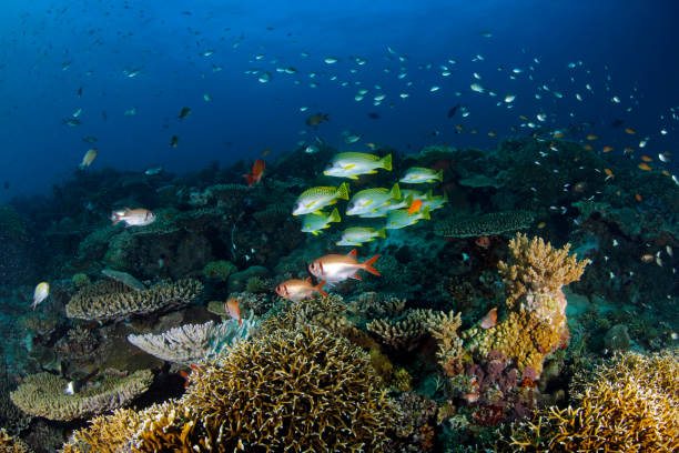 Mafia Island Coral Reef stock photo