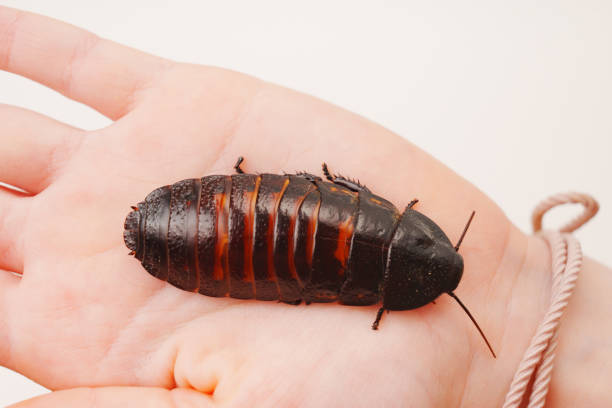 istock a large hissing Madagascar cockroach in children's hands 1471409237