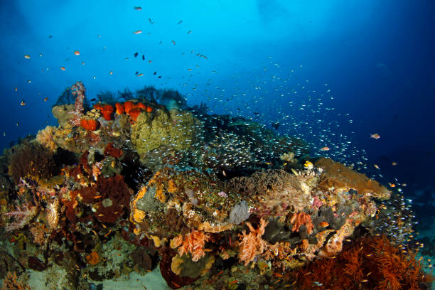 istock Raja Ampat Coral Reef 1471409246