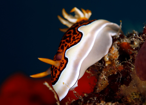 Close-up of a Goniobranchus gleniei Nudibranch. North Male Atoll, Maldives