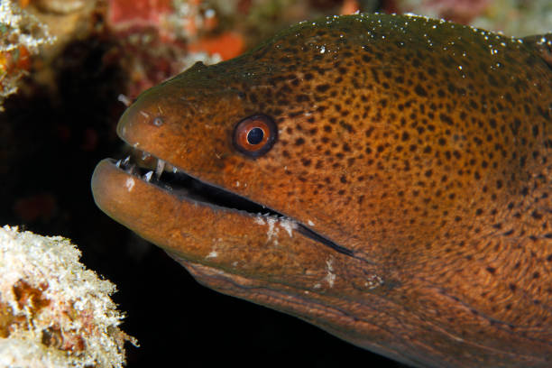 Belut Raksasa 550+ Belut Moray Raksasa Foto Foto Stok, Potret, & Gambar Bebas Royalti ...