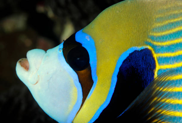 Emperor Angelfish Close-up stock photo