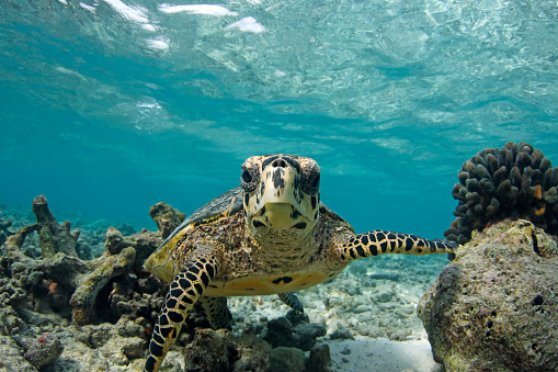 Close up of green sea turtle swimming on the surface of the ocean viewed from underwater. Photographed in Maui, Hawaii.