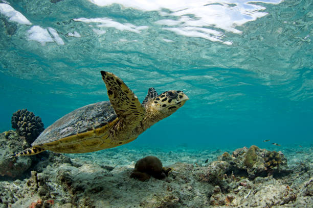 Hawksbill Turtle Swimming stock photo