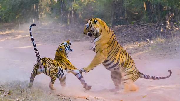 istock Two Bengal Tigers in fight with each other 1471410160