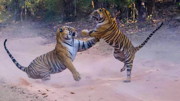 istock Two Bengal Tigers in fight with each other 1471410161