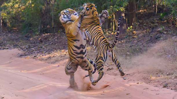 istock Two Bengal Tigers in fight with each other 1471410162