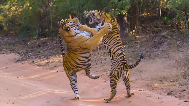 互いに戦う2つのベンガルトラ - tiger roaring danger power ストックフォトと画像