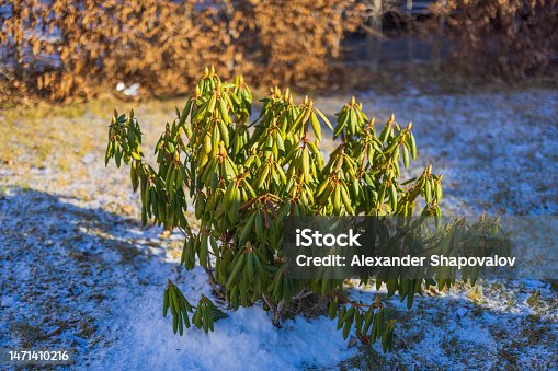 istock Beautiful view of green leaves of rhododendron on frosty winter spring day. Sweden. 1471410216