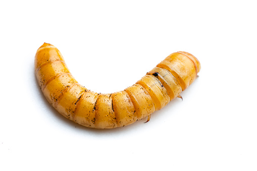 3D rendering of a green worm caterpiller isolated on white background