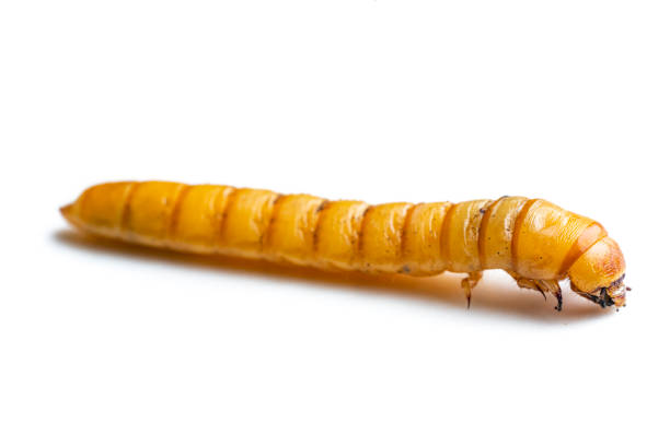 istock Larva of Scarab Beetle (Blaps sp) isolated on white background 1471410357