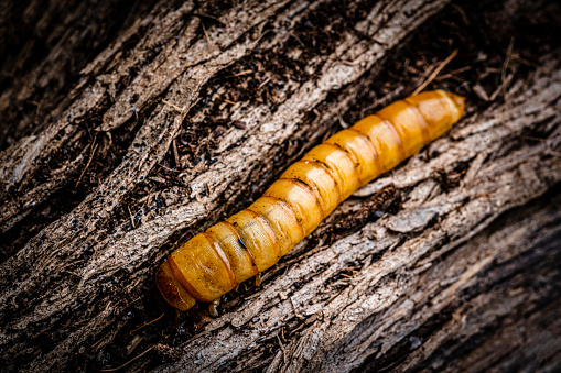 Extreme close up of a Larva of Scarab Beetle (Blaps sp) shot on tree trunk