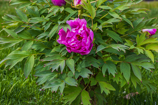 Close up view of purple peony on summer day.