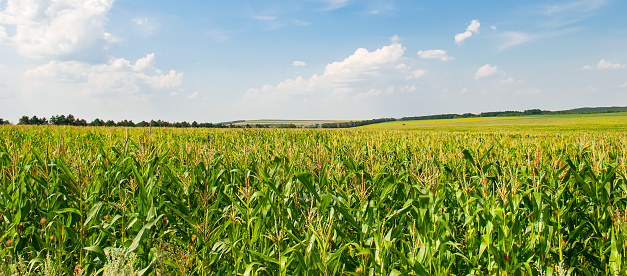 Green field of corn and blue sky. Wide photo.