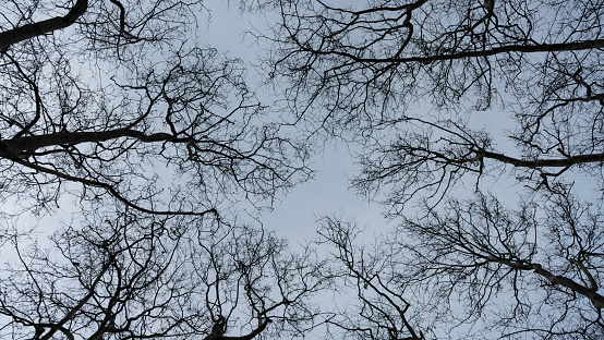 Silhouette view of tree branches towards the sky