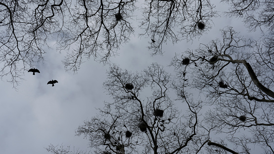 Bird nests on tree branches