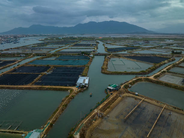 istock Sea grape farm in Ninh Hai town 1471412786