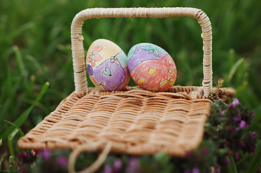 Colorful easter eggs in a basket on meadow. Living Easter bunny with eggs in a basket on a meadow in spring