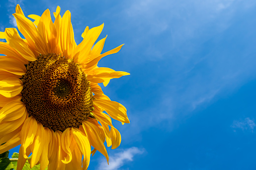 A vibrant sunflower head stands tall against the blue sky, with a burst of yellow petals and a striking yellow-brown center, offering a cheerful and uplifting symbol of summer beauty and vitality.