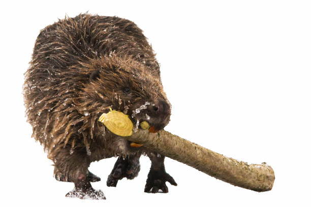 Eurasian beaver(Castor fiber) with a tree branch isolated in a white background.