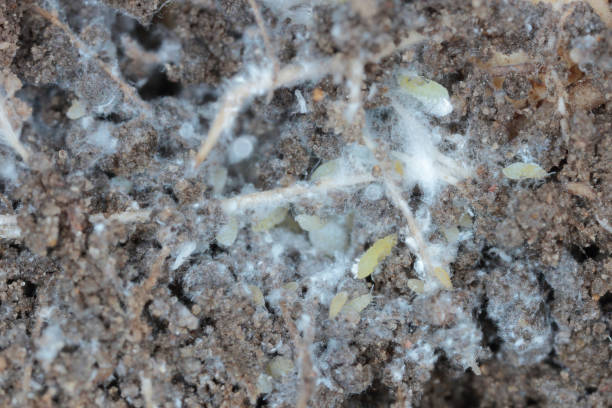 Sugar beet root aphid, beet root aphid, Pemphigus fuscicornis. A species of aphids, a pest of crop plants that lives on the roots of plants in the soil. Insects produce waxy white, blue releases. pulgón de la raíz de la remolacha azucarera, pulgón de la raíz de remolacha, pénfigo fuscicornis. una especie de pulgones, una plaga de plantas de cultivo que vive en las raíces de las plantas en el suelo. los insectos producen liberaciones blancas y