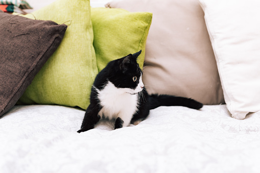 Portrait of cat, little kitten at the home. Concept with pet, kitty with black and white color.