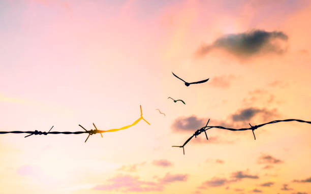 istock Barbed wire fence with sunset Twilight sky. Broke spike change transform to bird boundary concept for human rights slave prison hostage hope to freedom. International liberty day. abolition of slavery 1471421807