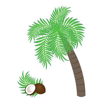 Coconut palm and coconut next to each other. Exotic plants and fruits. Vector drawing for printing.