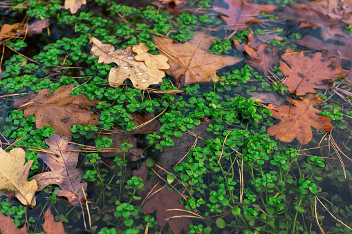 Autumn puddle with floating leaves. Green small plants growing in the shallow water of the pond.