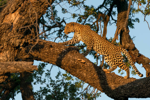 istock Leopard in a tree in Mashatu Game Reserve in the Tuli Block in Botswana 1471423573