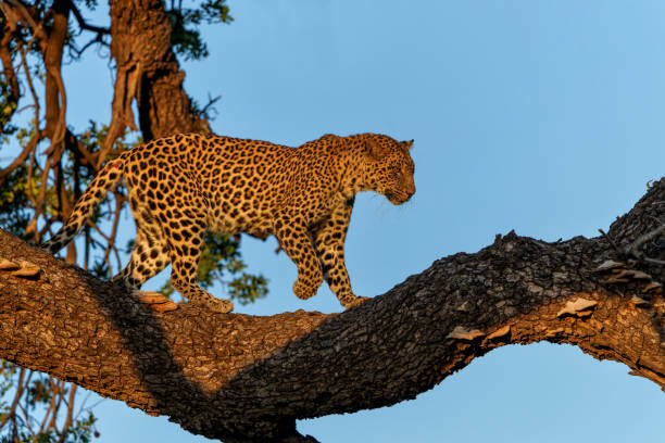 istock Leopard in a tree in Mashatu Game Reserve in the Tuli Block in Botswana 1471423604