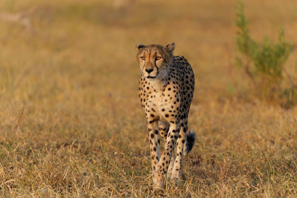 istock Cheetah walking in Mashatu Game Reserve 1471423614