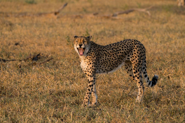 istock Cheetah walking in Mashatu Game Reserve 1471423615