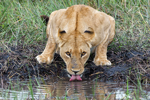 African lion (Panthera leo) drinking. Lioness drinking in the afternoon in the Okavango Delta in Botswana.