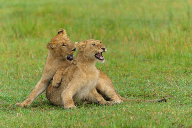 istock lions playing in the Okavango Delta in Botswana 1471423654