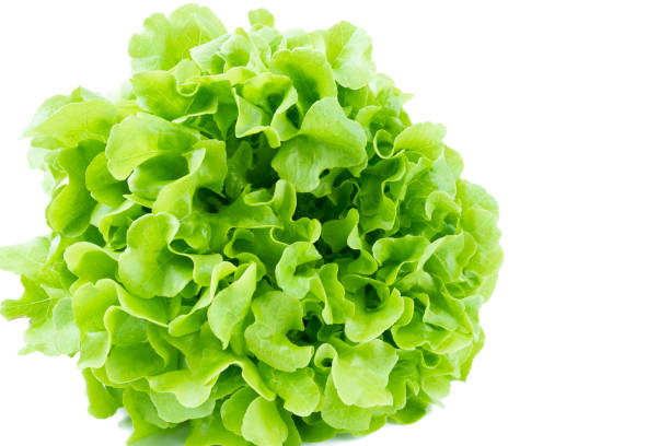 istock The Green oak lettuce leaves on white background 1471424932