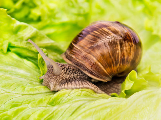 istock Burgundy snail eating a lettuce leaf – photo 1471426433