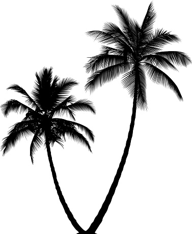 Highly detailed double palm tree.