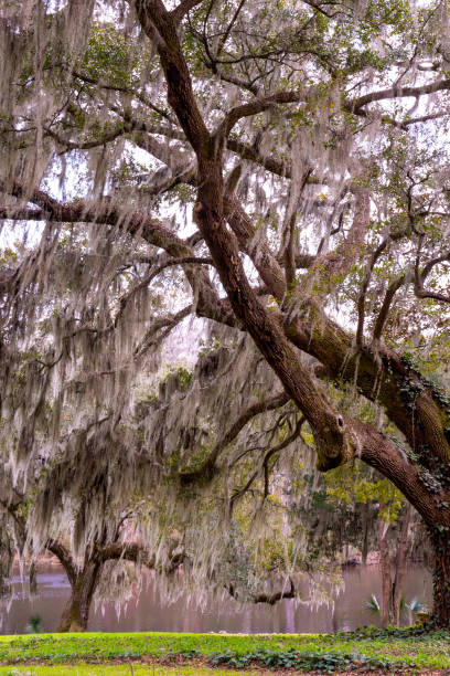 istock nature image of live oak covered in Spanish moss 1471430313