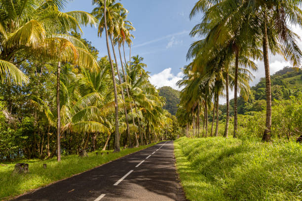 istock Scenic road in the middle of palm tree forest 1471430565