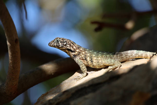 Portrait of Northern curly tail Lizard sitting on a tree Iguana Leiocephalus carinatus on Cuba island northern curly tailed lizard leiocephalus carinatus stock pictures, royalty-free photos & images