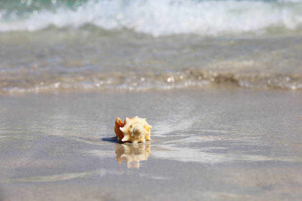 istock Seashell on the sand against the sea waves 1471434853