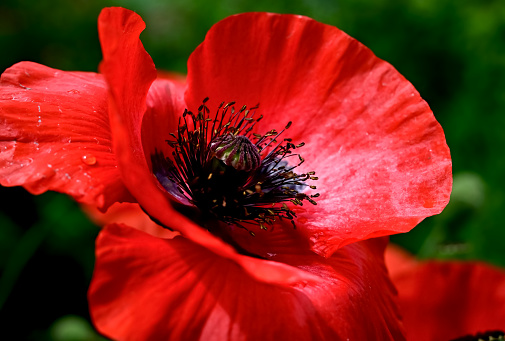 Poppy flower close-up. Spring concept. A gift to a woman.