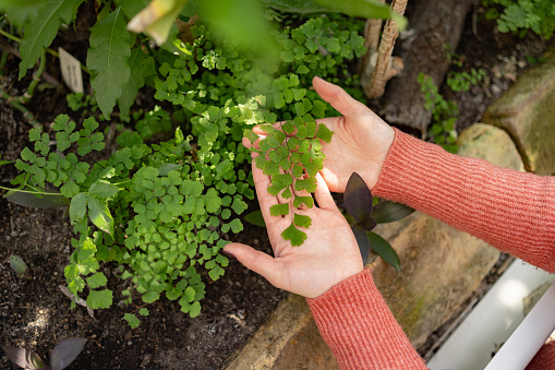 Woman hands taking care of the plants New sprout on sunny day in the garden in summer